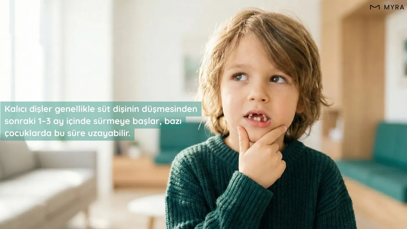 Süt dişi düştükten sonra diş eti altında gelişimini sürdüren kalıcı diş